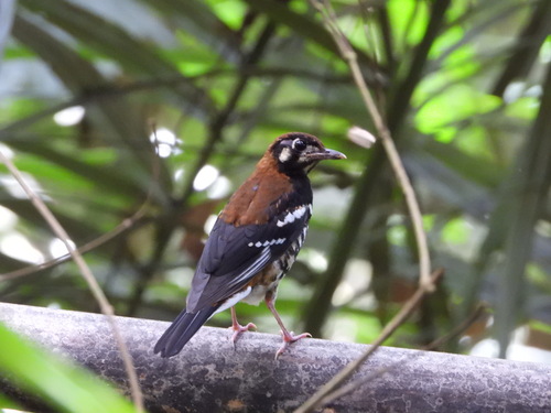 Geokichla erythronota