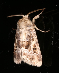 Spodoptera umbraculata