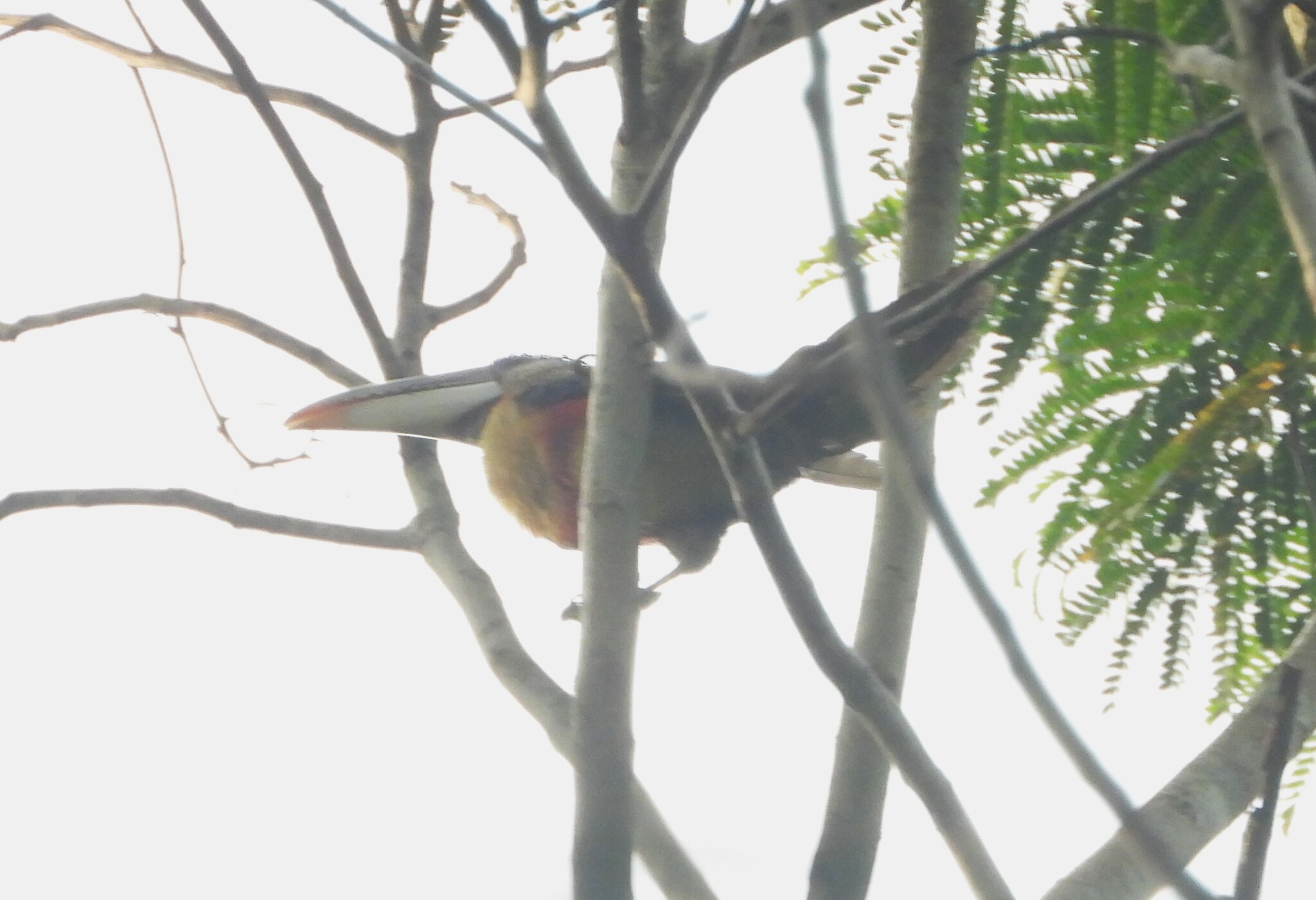 Curl-crested Aracari (Pteroglossus beauharnaisii), photo 2