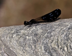 Aristocypha fenestrella