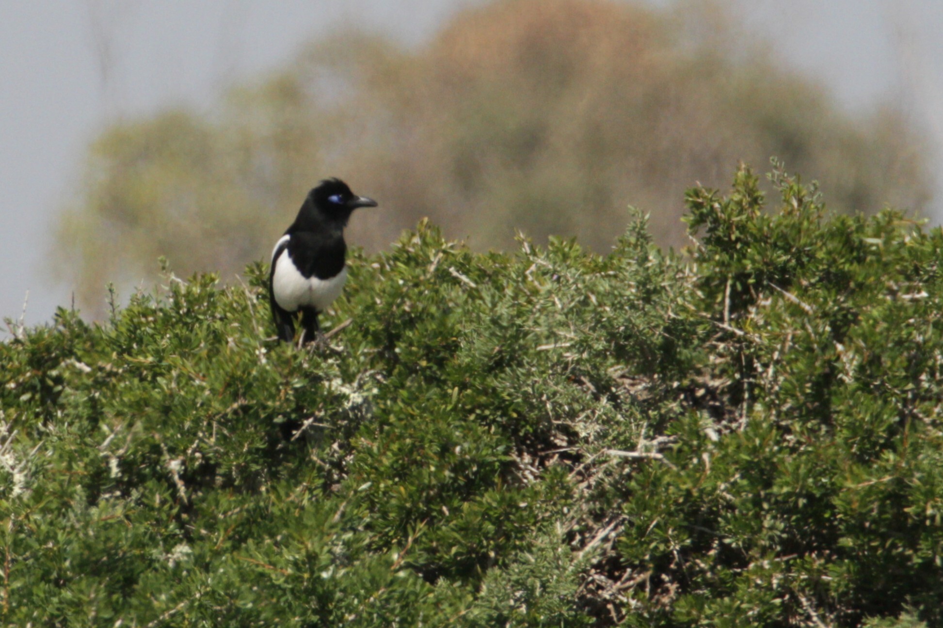Maghreb Magpie (Pica mauritanica), photo 2