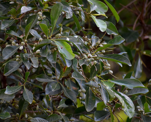 Terminalia sericocarpa observed 2025-11-27