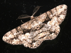 Hypomecis externaria