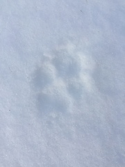 Canis latrans thamnos