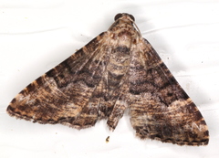 Aporoctena scierodes