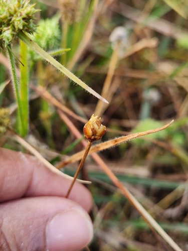 Xyris pauciflora observed 2026-01-21