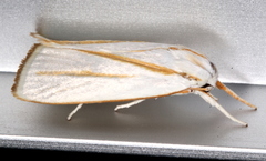 Cryptophasa flavolineata