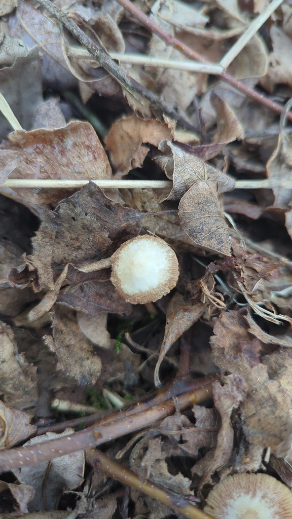 Tubaria furfuracea · February 2026 · photo: © naturedan_ (iNaturalist, cc-by)