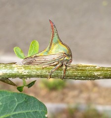 Umbonia