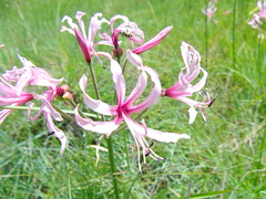 Nerine appendiculata
