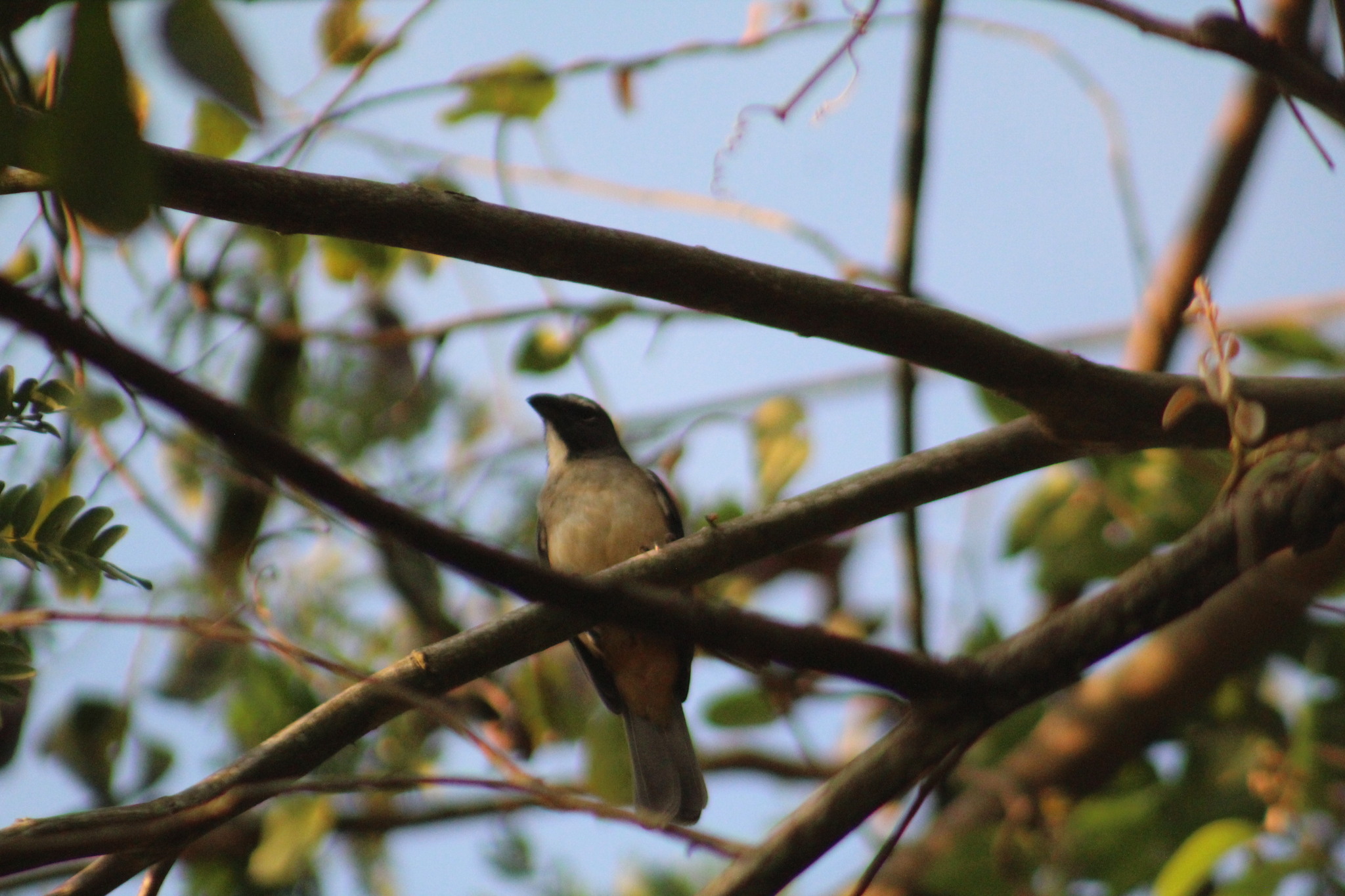 Olive-grey Saltator (Saltator olivascens), photo 4
