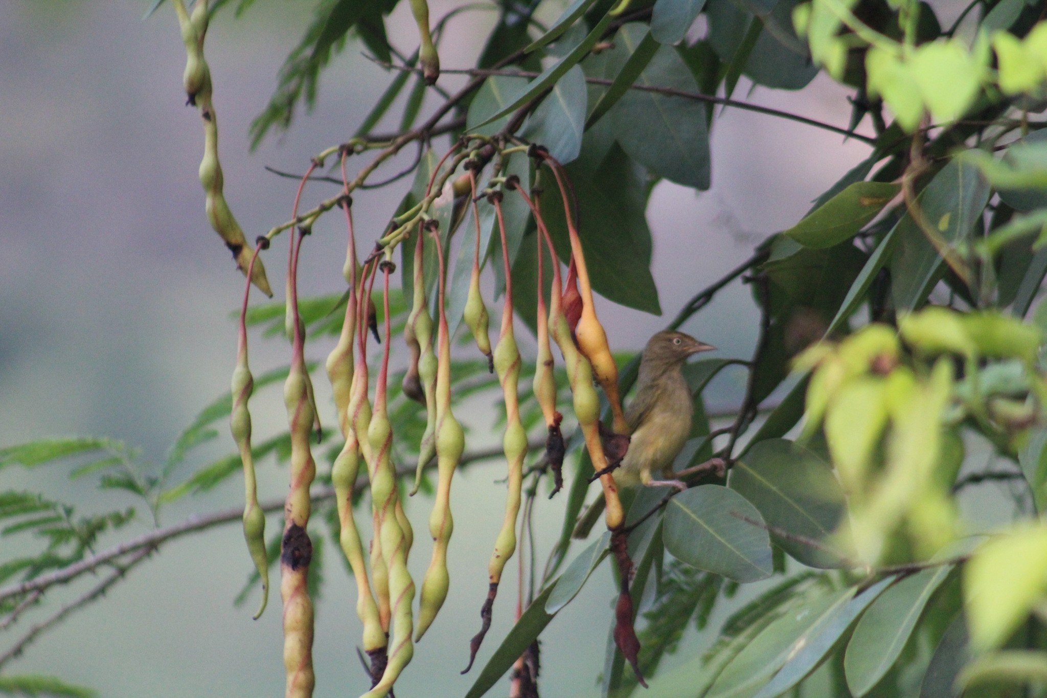 Scrub Greenlet (Hylophilus flavipes), photo 3
