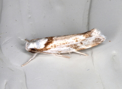 Lichenaula laniata