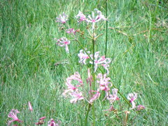 Nerine appendiculata