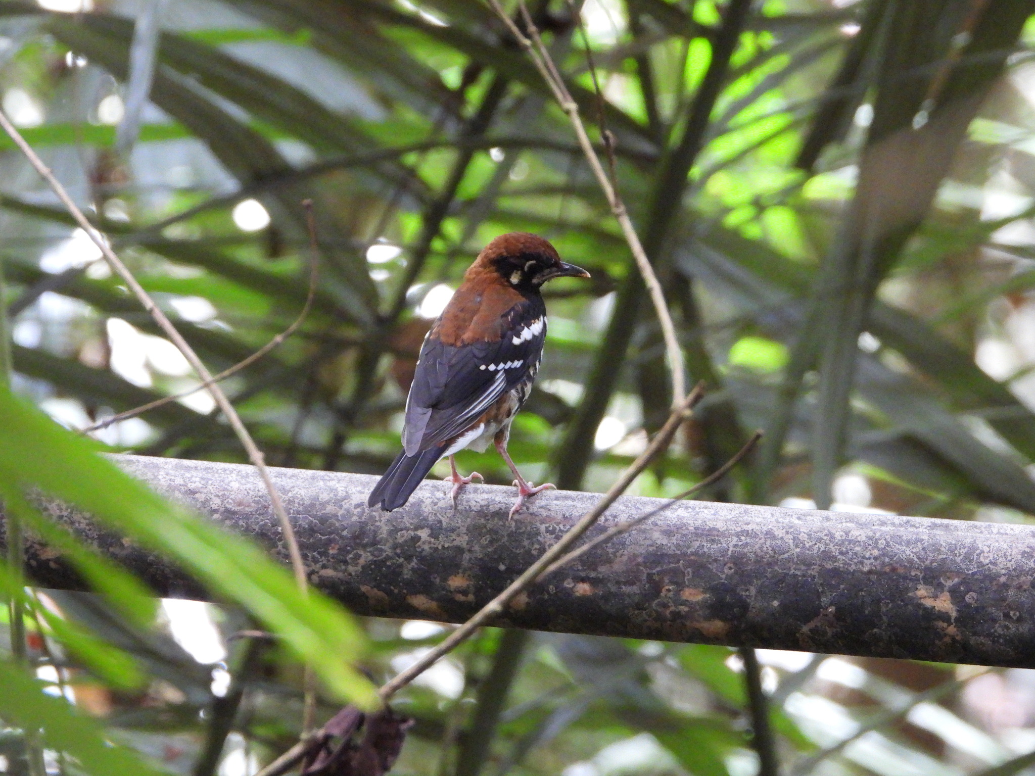 Red-backed Thrush (Geokichla erythronota), photo 2