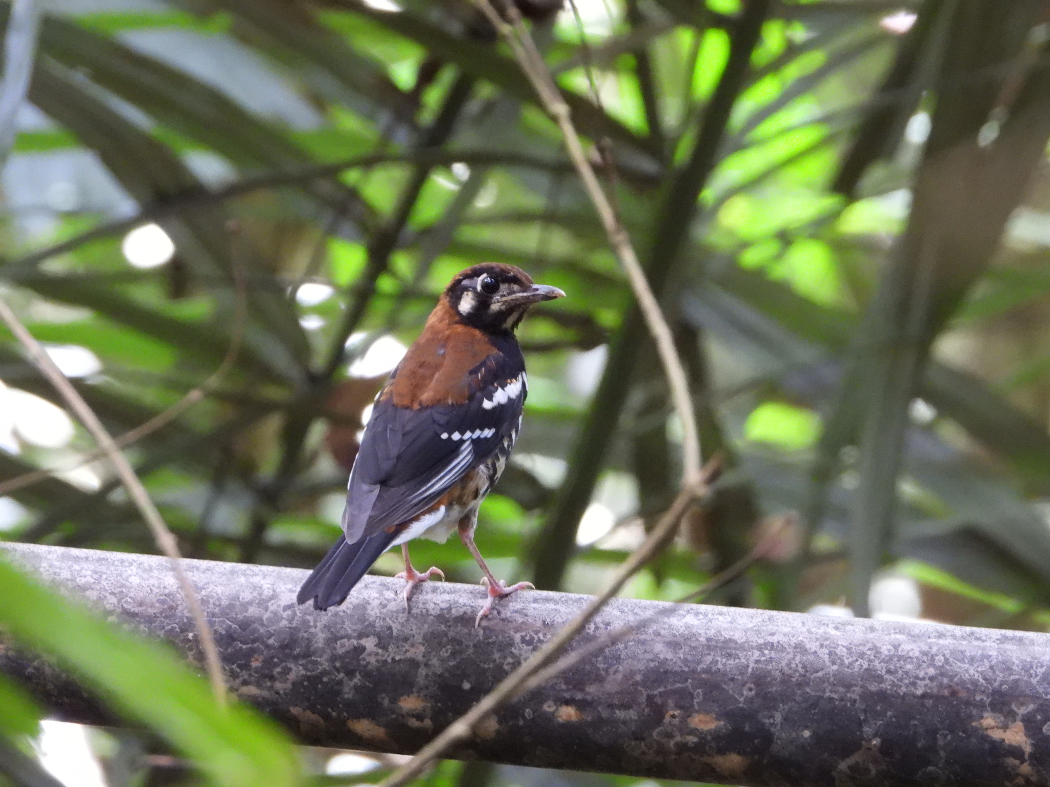 Red-backed Thrush (Geokichla erythronota), photo 10