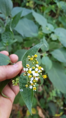 Alloispermum integrifolium