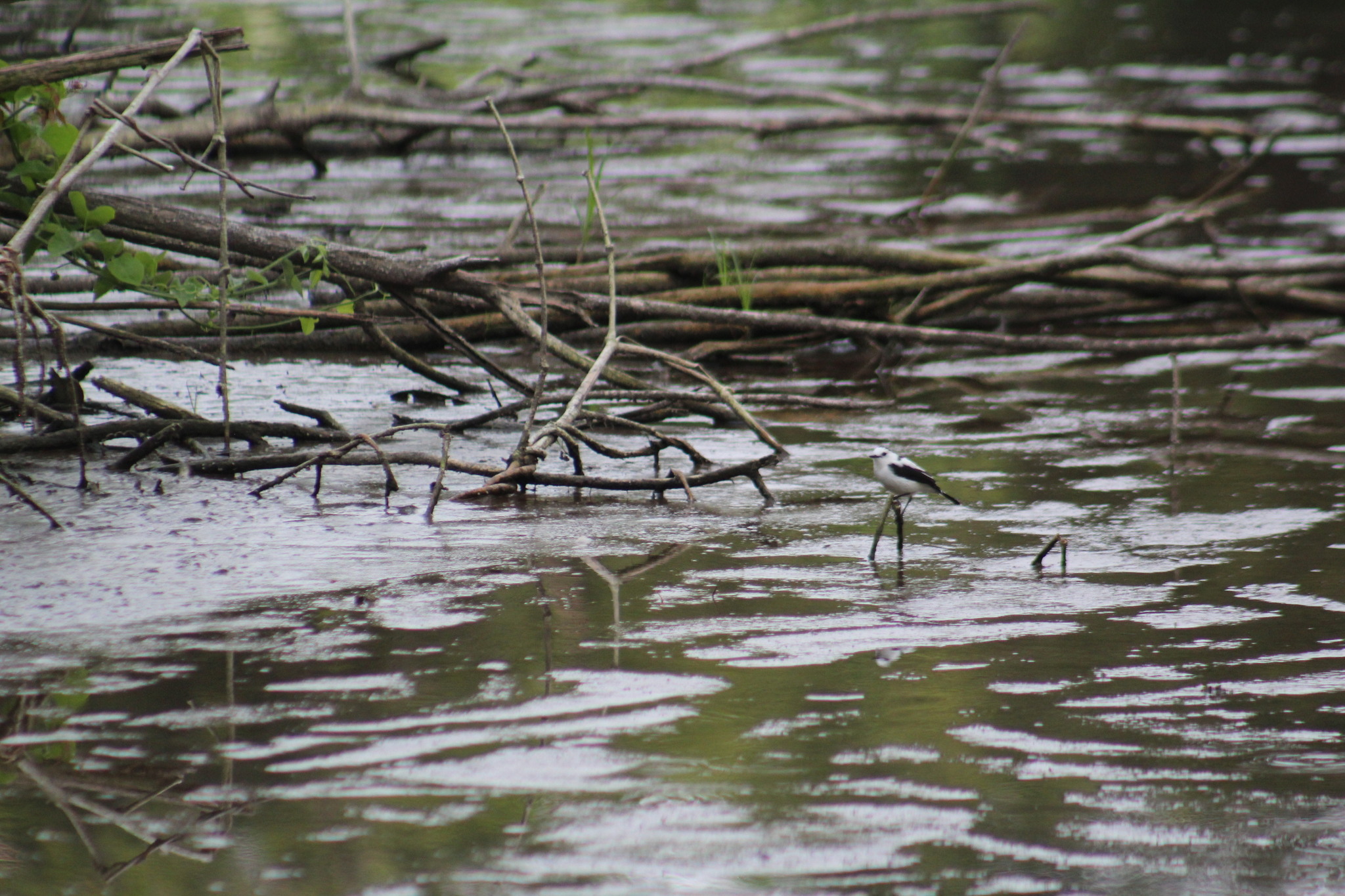 Pied Water Tyrant (Fluvicola pica), photo 6