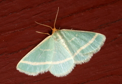 Mixocera latilineata