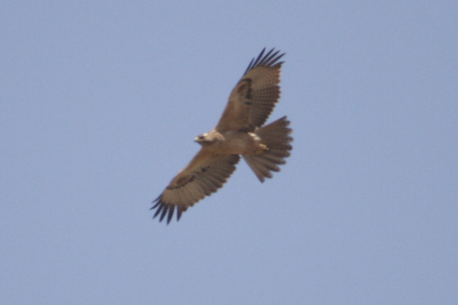 Bonelli's Eagle (Aquila fasciata), photo 4