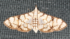 Aphytoceros lucusalis