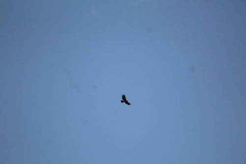 Hook-billed Kite (Chondrohierax uncinatus), photo 9