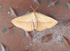 Striglina