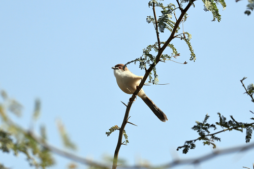 Yellow-eyed Babbler (Chrysomma sinense), photo 8