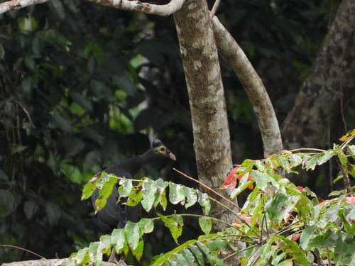 Maleo (Macrocephalon maleo), photo 7