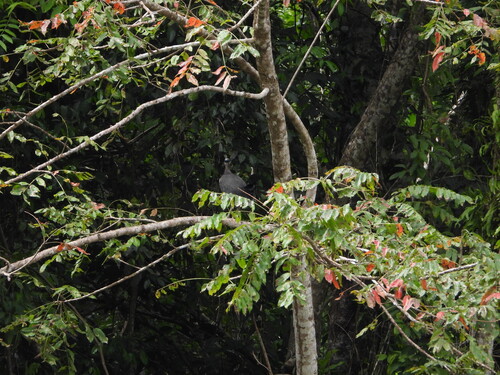 Maleo (Macrocephalon maleo), photo 8