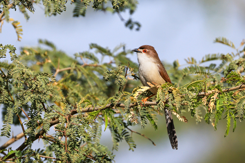 Yellow-eyed Babbler (Chrysomma sinense), photo 4