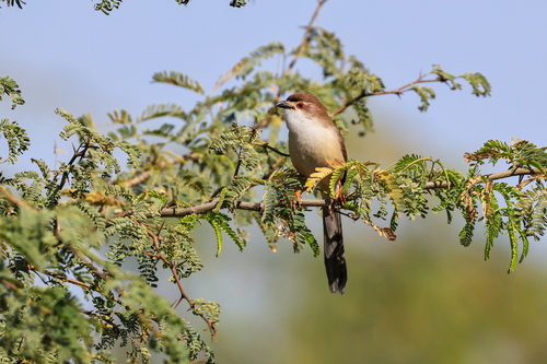 Yellow-eyed Babbler (Chrysomma sinense), photo 10