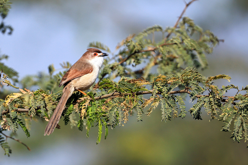 Yellow-eyed Babbler (Chrysomma sinense), photo 9