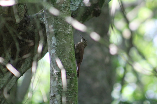 Cocoa Woodcreeper (Xiphorhynchus susurrans), photo 8