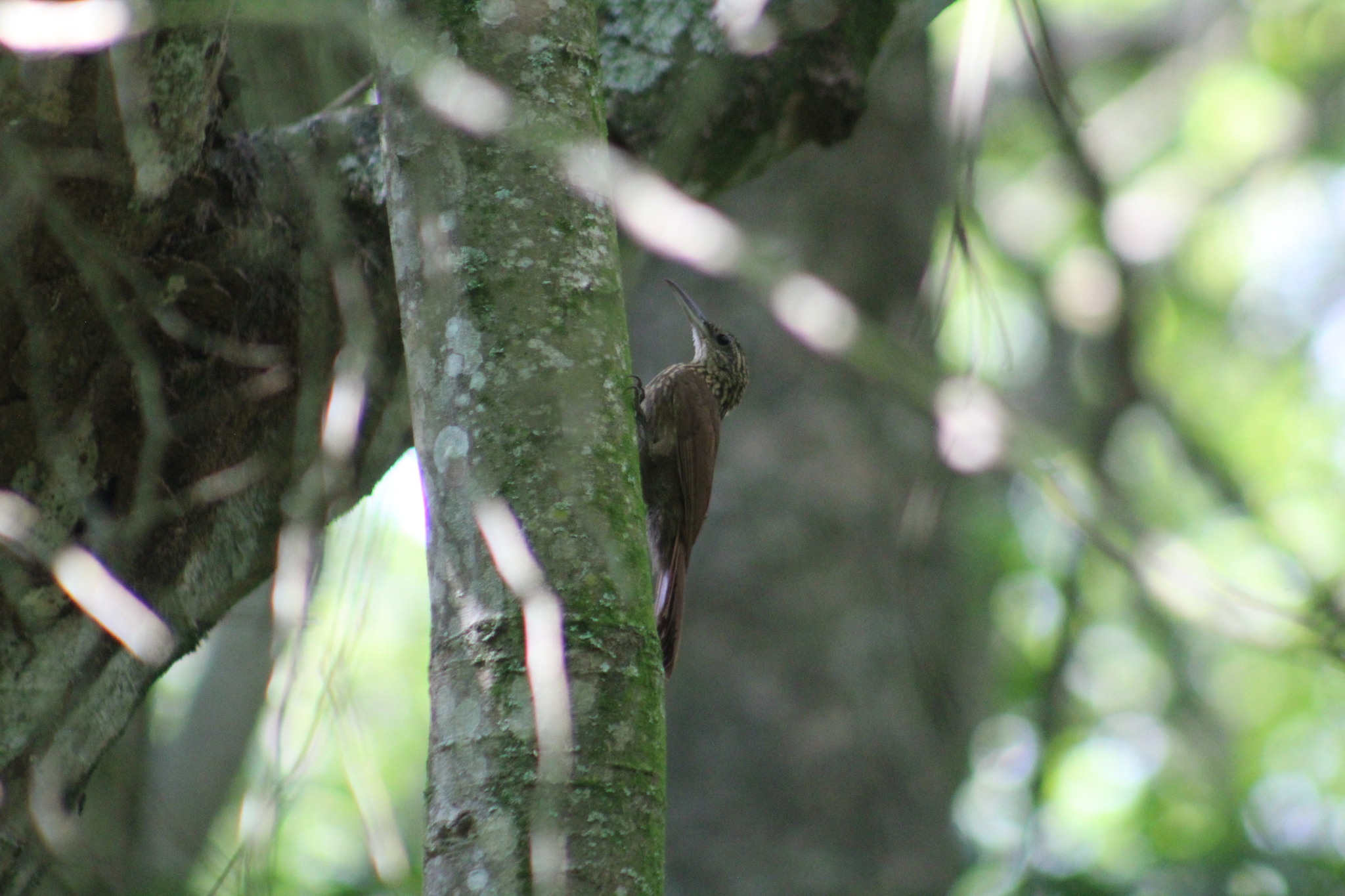 Cocoa Woodcreeper (Xiphorhynchus susurrans), photo 8
