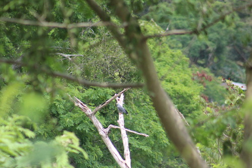 Hook-billed Kite (Chondrohierax uncinatus), photo 7