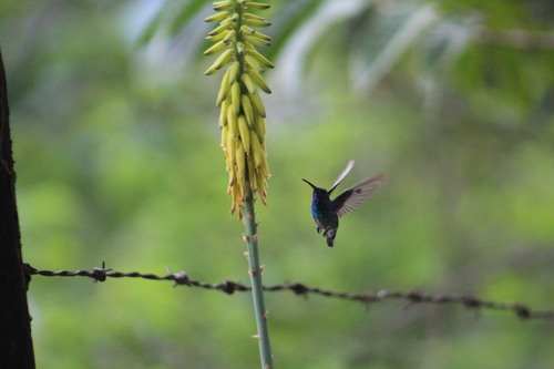 Shining-green Hummingbird (Chrysuronia goudoti), photo 8
