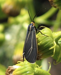 Ctenucha cressonana