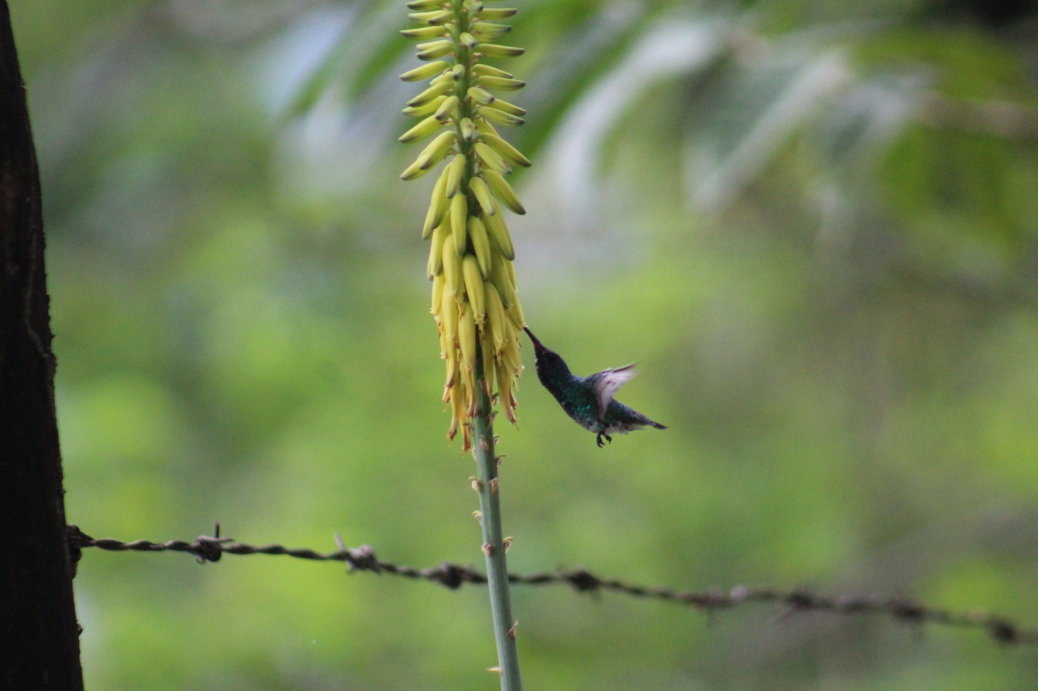 Shining-green Hummingbird (Chrysuronia goudoti), photo 2