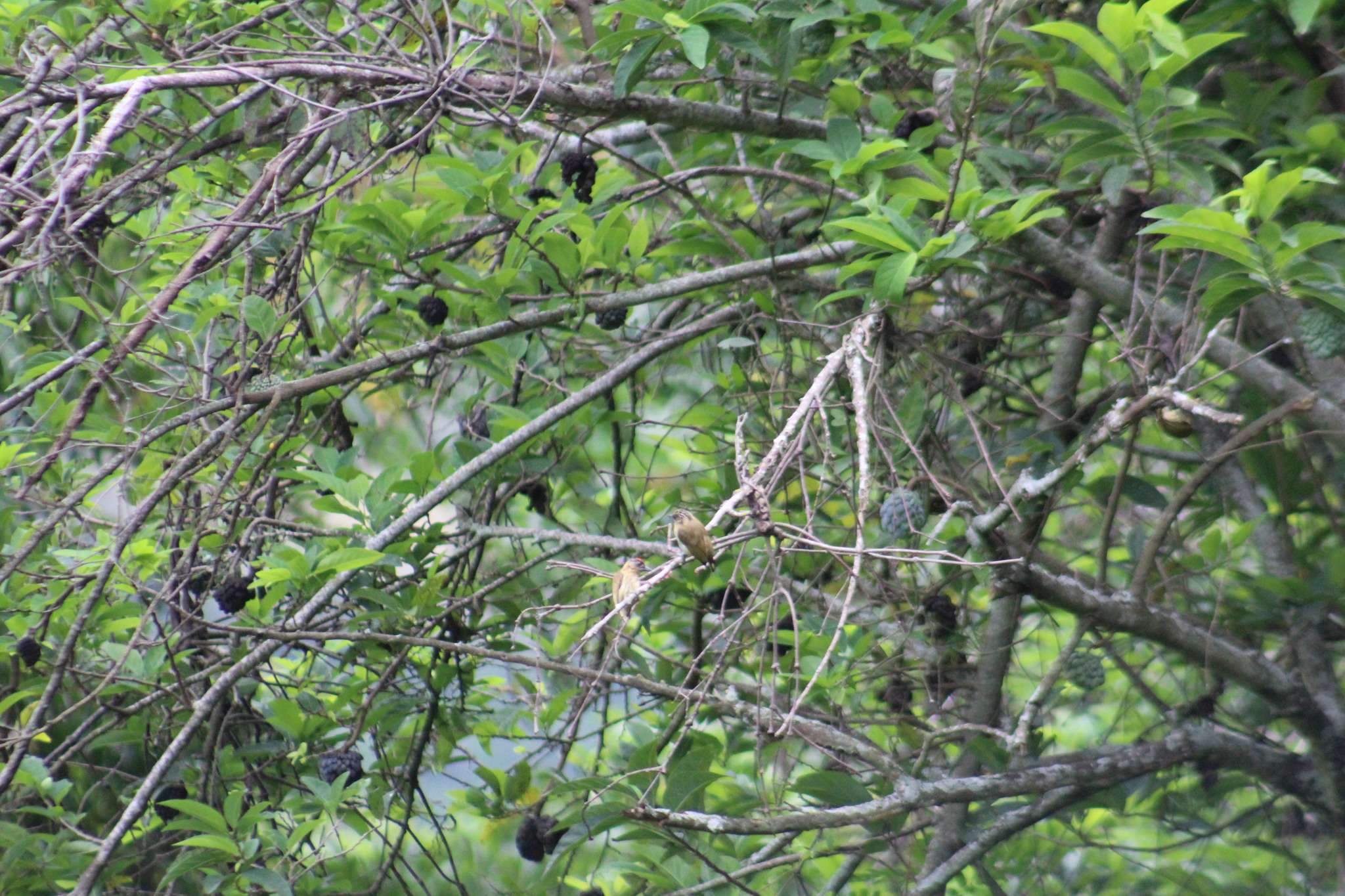 Olivaceous Piculet (Picumnus olivaceus), photo 10