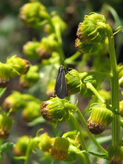 Ctenucha cressonana