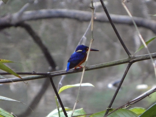 Blue-eared Kingfisher (Alcedo meninting)