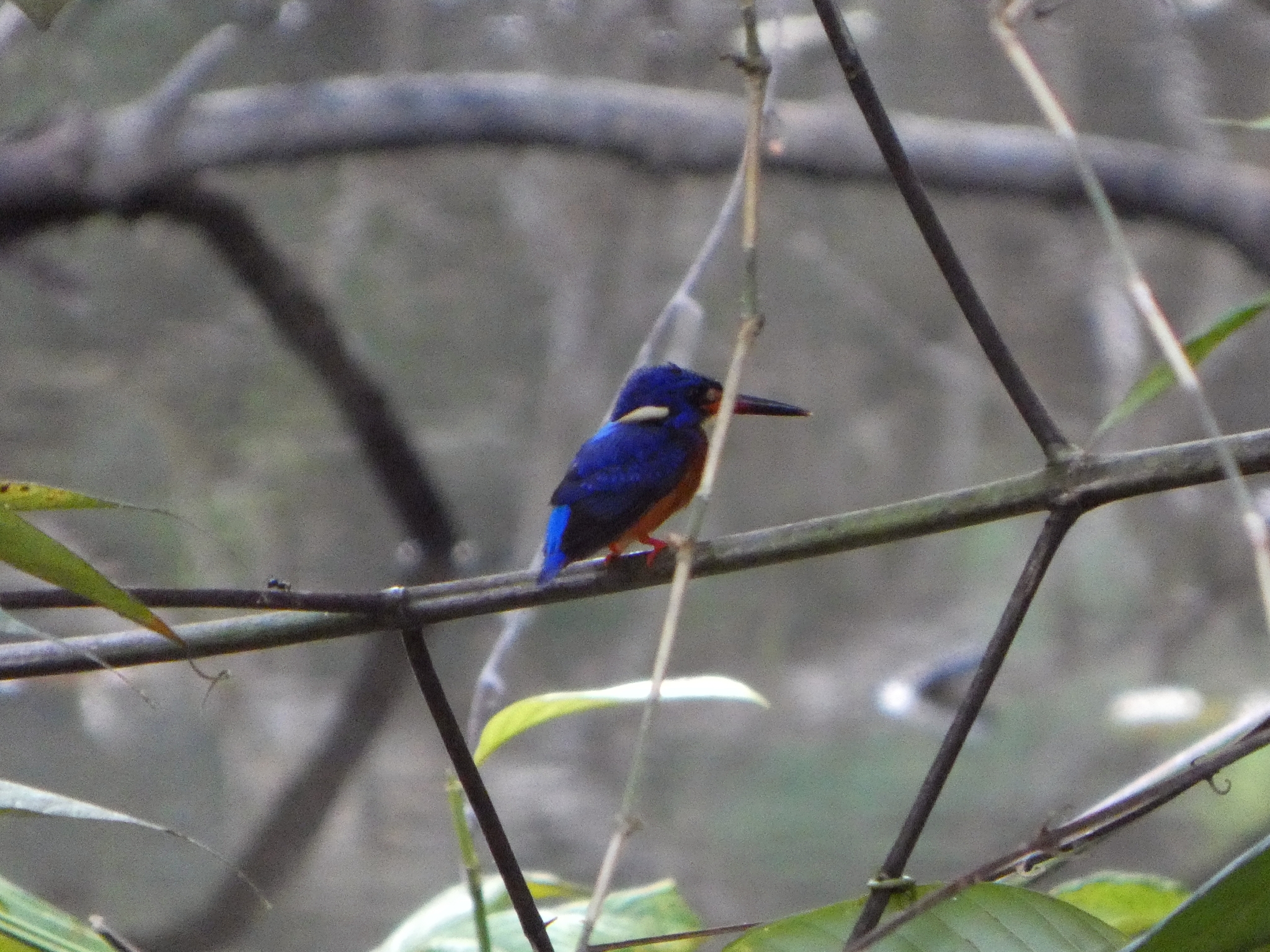 Blue-eared Kingfisher (Alcedo meninting), photo 1