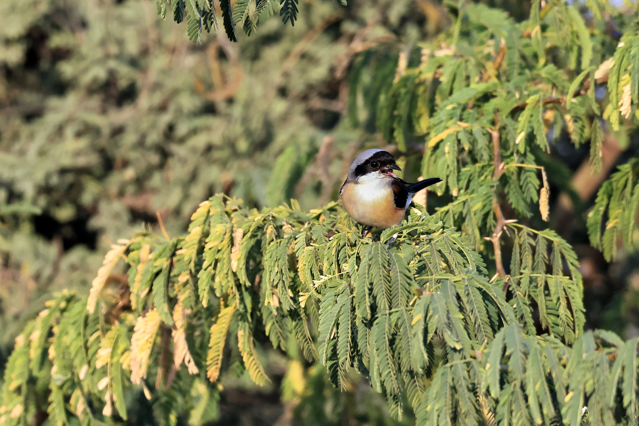Bay-backed Shrike (Lanius vittatus), photo 2