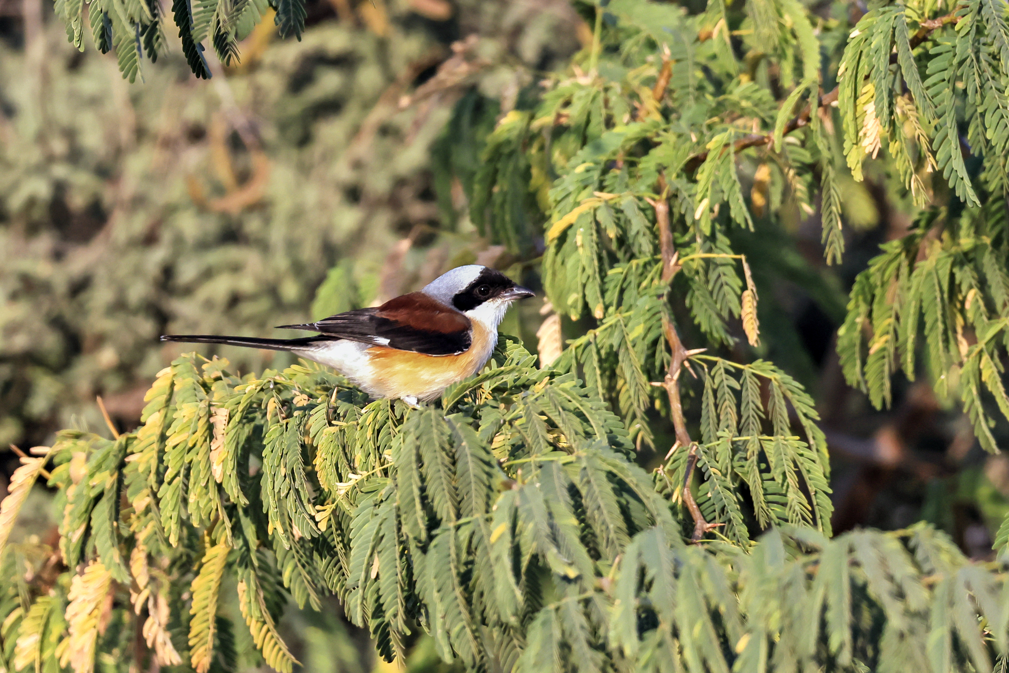 Bay-backed Shrike (Lanius vittatus), photo 3