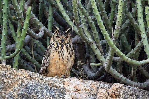 Indian Eagle-Owl (Bubo bengalensis), photo 4