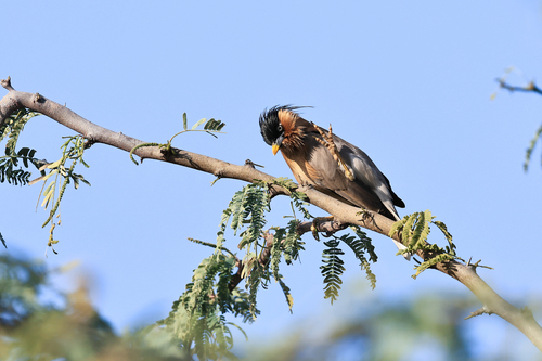 Brahminy Starling (Sturnia pagodarum), photo 2