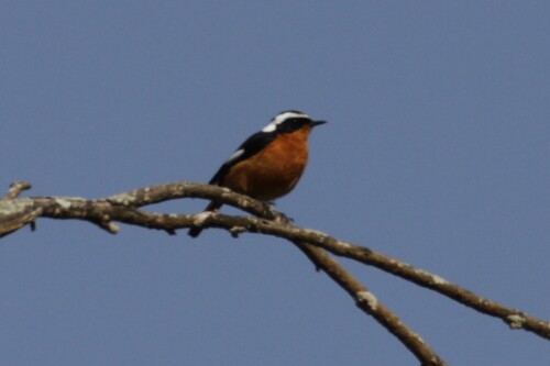 Moussier's Redstart (Phoenicurus moussieri), photo 2