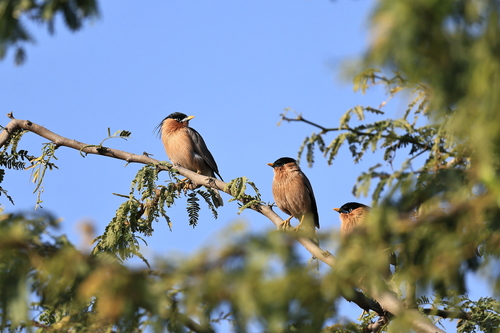 Brahminy Starling (Sturnia pagodarum), photo 3
