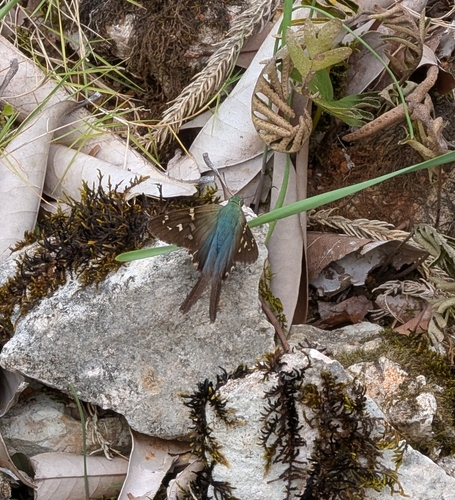 Long-tailed Skipper